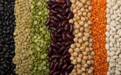 Diversification des Sources de Protéines Alimentaires dans la Restauration Collective : Nouvelles mesures depuis le 1er janvier 2024